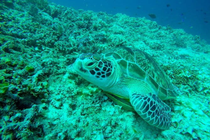 From Gili Trawangan & Gili Air Snorkeling Trip Sharing & Private - Key highlights you will care about