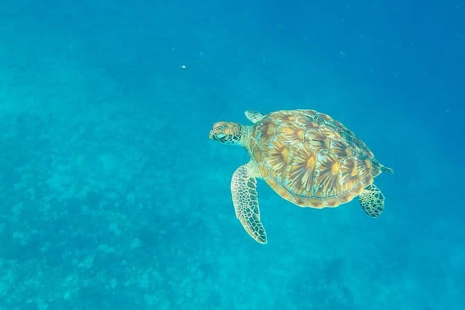 From Gili Trawangan & Gili Air Snorkeling Trip Sharing & Private - Price and value, plus when private is worth paying more