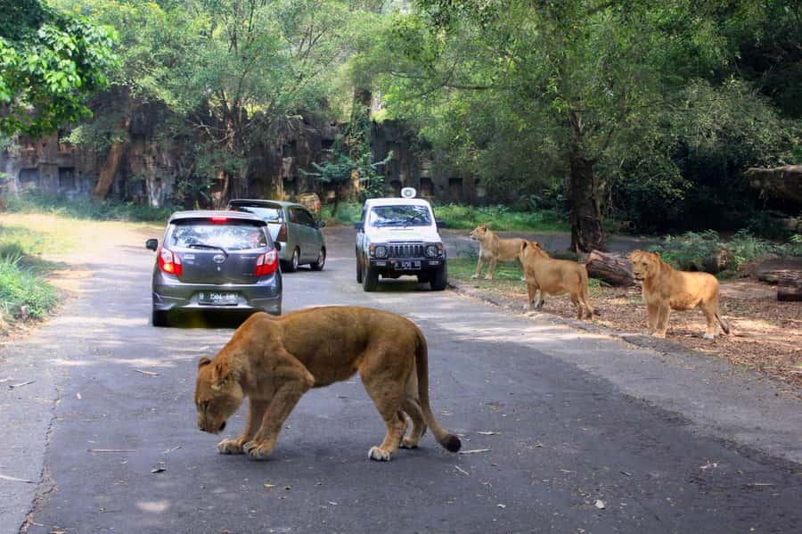 From Jakarta: Private Taman Safari Day Tour - Why a private safari day from Jakarta is so appealing