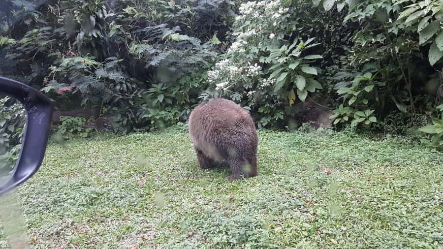 From Jakarta: Private Taman Safari Day Tour - Inside Taman Safari: spotting lions, elephants, and giraffes from your vehicle