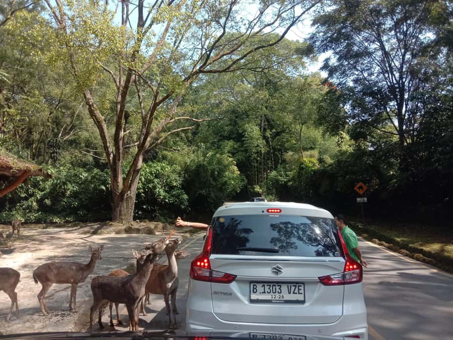 From Jakarta: Private Taman Safari Day Tour - Animal shows and interactive moments: plan your timing for a smoother day