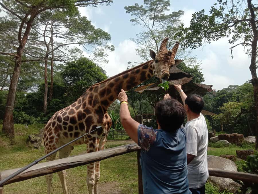 From Jakarta: Private Taman Safari Day Tour - Price and value: is $107 per person a good deal?