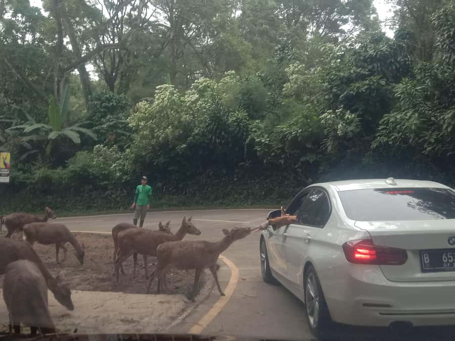 From Jakarta: Private Taman Safari Day Tour - The long drive to Bogor, and how to make it feel worth it