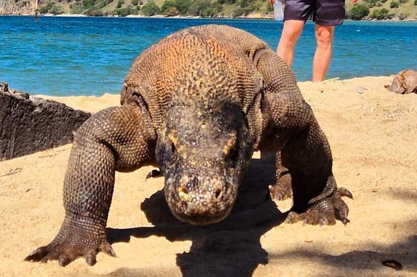 From Labuan Bajo: Komodo Dragons and Island Hop with All Fee - Crowds, Timing, and Fitness: How to Avoid Stress