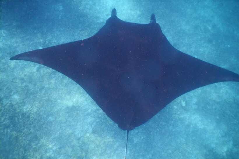 From Labuan Bajo: Komodo Dragons and Island Hop with All Fee - Manta Point Snorkeling: Season Matters More Than Luck