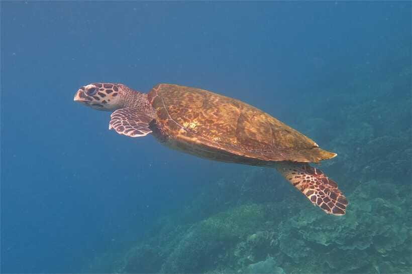 From Labuan Bajo: Komodo Dragons and Island Hop with All Fee - Price and Value at $135, With Entry, Gear, and Transport Included