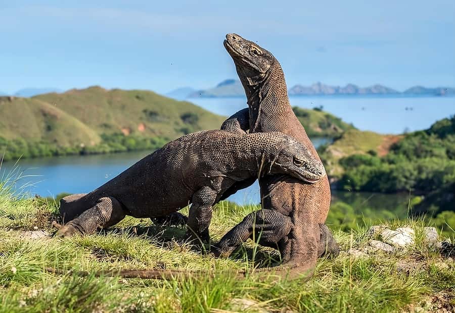 From Labuan Bajo: Komodo Island Day Tour with Snorkeling - Pink Beach: the pink sand break, swim time, and the reality of stepping off the boat
