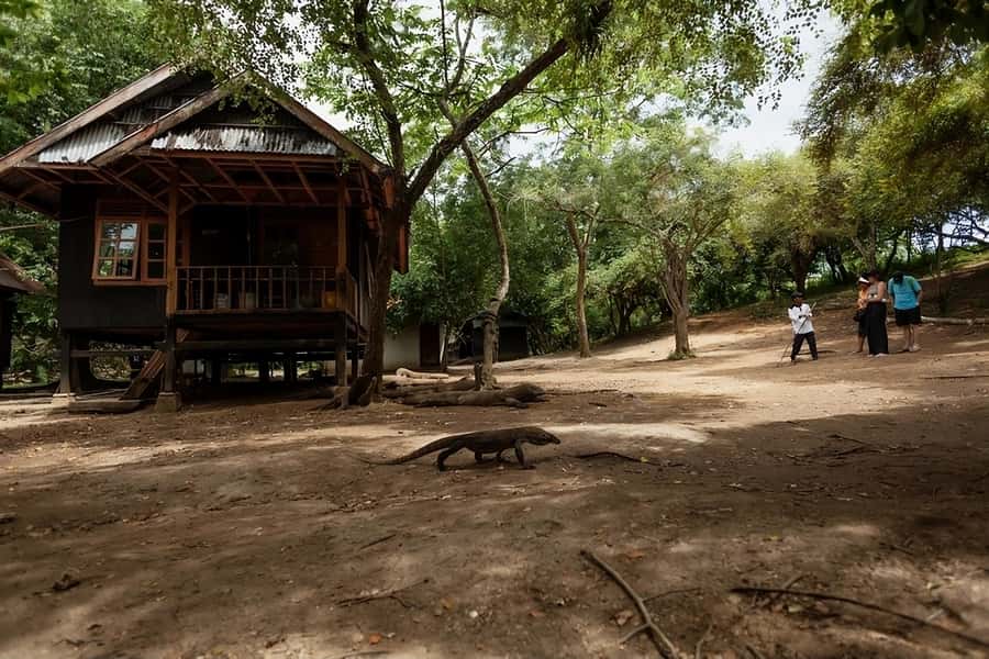 From Labuan Bajo: Komodo Island Day Tour with Snorkeling - Komodo Island walk with a ranger: seeing dragons right, not right up close