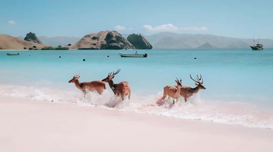 From Labuan Bajo: Komodo Island Day Tour with Snorkeling - Kanawa Island: clear water, final snorkeling, then back to Labuan Bajo