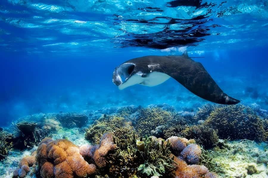 From Labuan Bajo: Komodo Island Day Tour with Snorkeling - Boat ride, safety, and how the crew manages a busy park