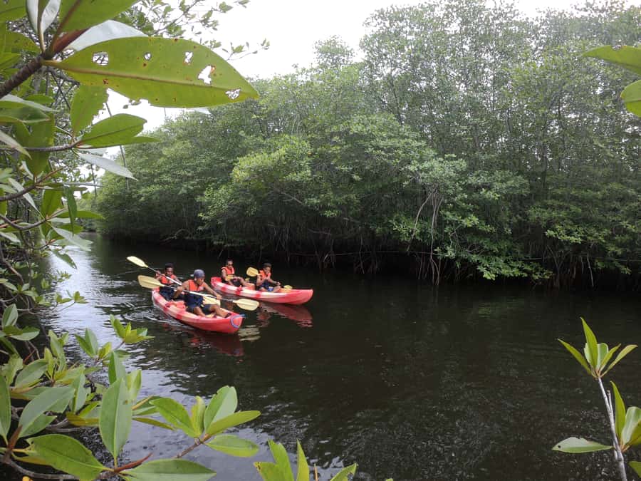 From Lembongan: Kayak/Paddleboard/Boat Mangrove Tour - Key highlights I’d plan around