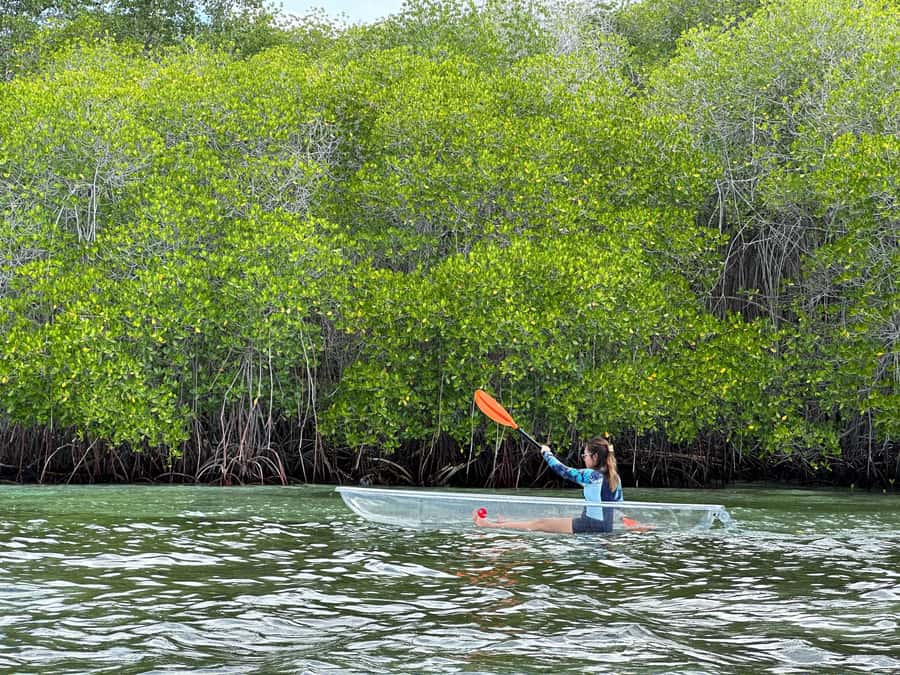 From Lembongan: Kayak/Paddleboard/Boat Mangrove Tour - Price and value: $10 that actually makes sense