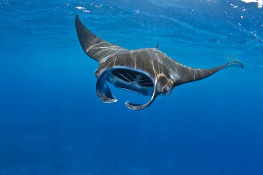 From Lembongan: Manta Point Snorkeling & West Penida Tour - From Lembongan to Toyapakeh Harbor, the day starts fast