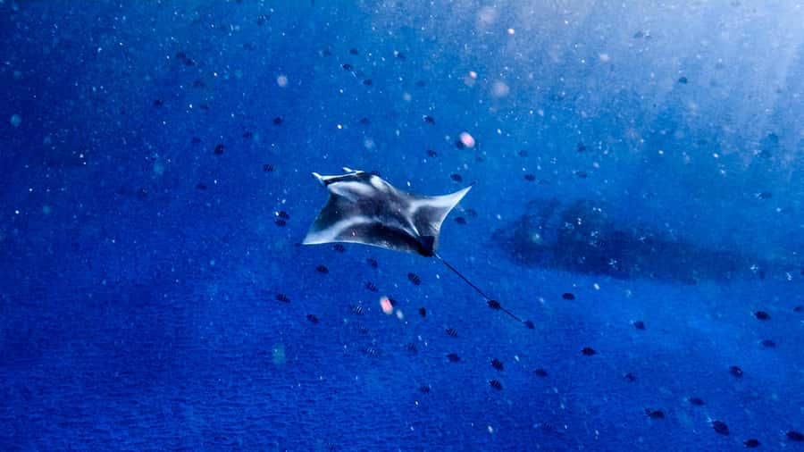From Lembongan: Manta Point Snorkeling & West Penida Tour - What it’s really like underwater at Manta Point and beyond