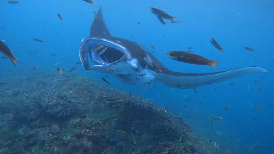 From Lembongan: Nusa Penida Private Snorkeling & West Tour - Key things that make this tour worth your time