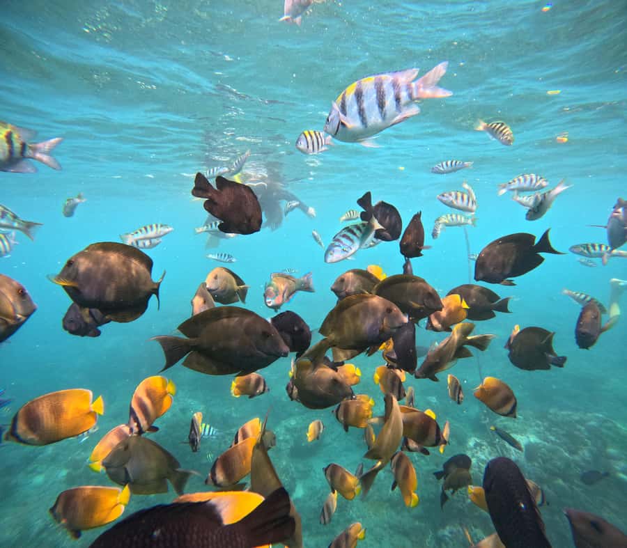 From Lembongan: Nusa Penida Private Snorkeling & West Tour - What the guide and equipment do for your comfort (especially if you feel unsure)