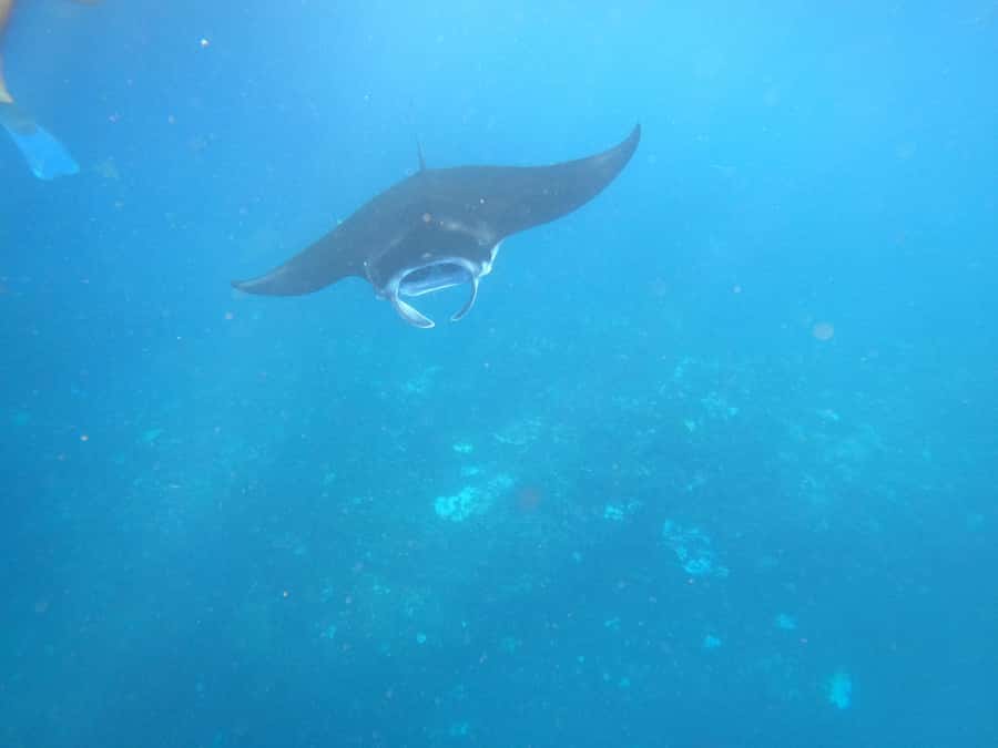 From Lembongan: Nusa Penida Private Snorkeling & West Tour - The GoPro underwater documentation: good for memories, not just photos