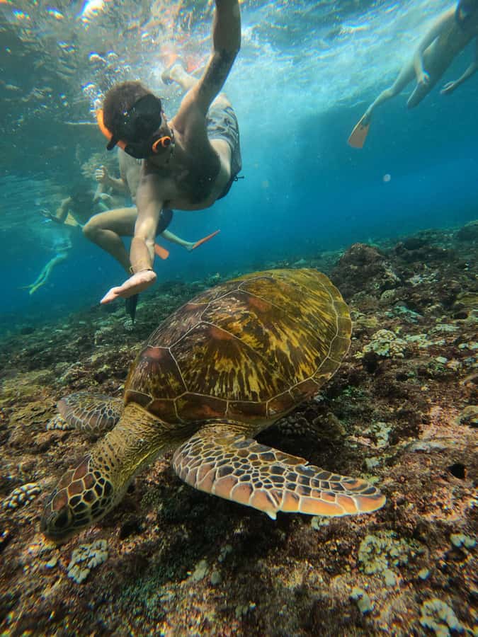 From Lembongan: Nusa Penida Private Snorkeling & West Tour - The West Coast viewpoint loop: cliffs, beaches, and that infinity-pool moment