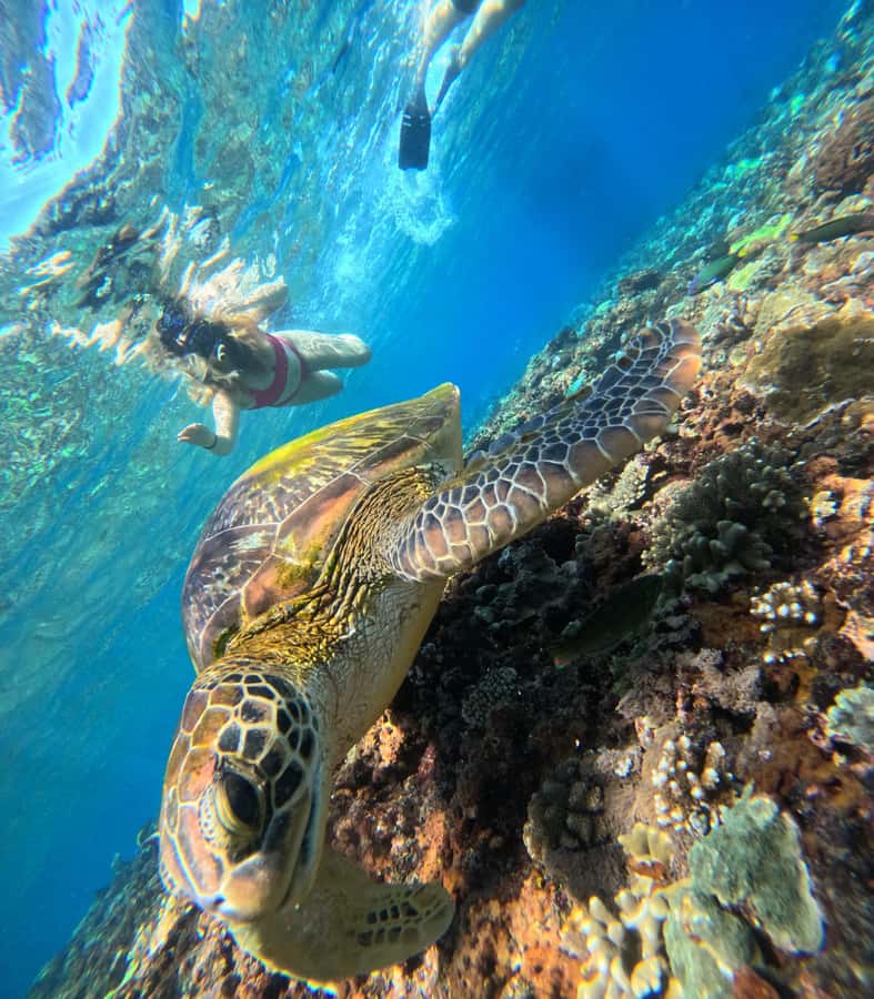 From Lembongan: Nusa Penida Private Snorkeling & West Tour - The road trip between stops: narrow lanes, bumpy rides, and how to prepare