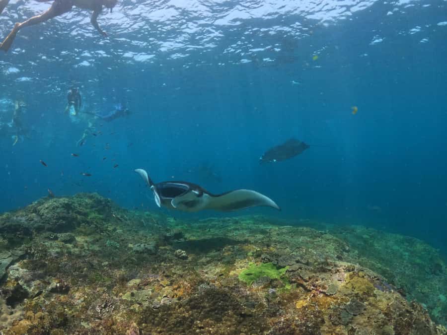 From Lembongan: Nusa Penida Snorkeling Day Trip - Stop 2: Gamat Bay, a different reef experience with a shorter session