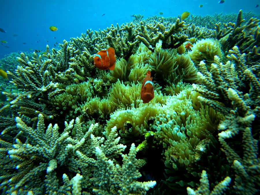From Lembongan: Nusa Penida Snorkeling Day Trip - Lunch at Mangrove Area: the optional buffet that helps you recover