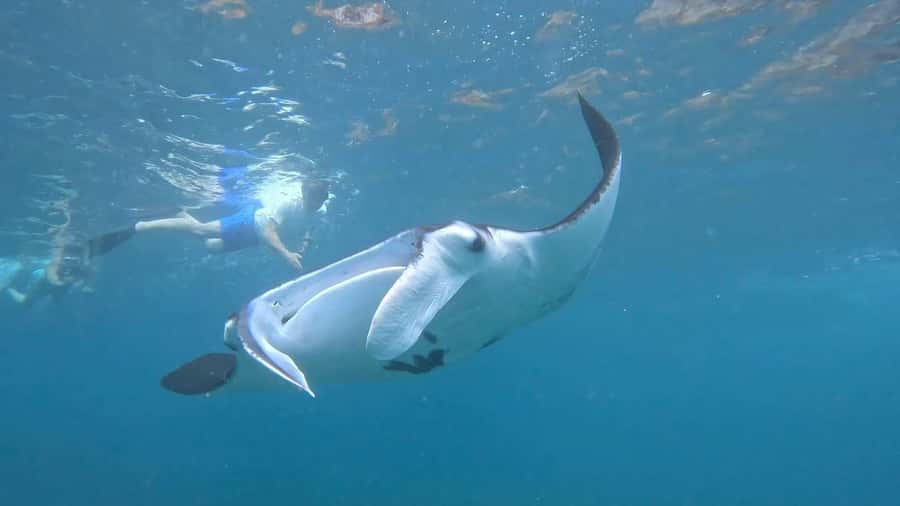 From Lembongan: Snorkeling 3 Spots, Mangrove and Land Tour - Key Things That Make This Tour Worth Your Time