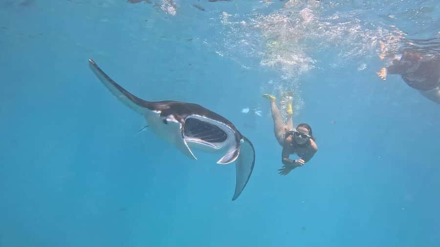 From Lembongan: Snorkeling 3 Spots, Mangrove and Land Tour - Nusa Penida Manta Rays From Lembongan: The Real Hook