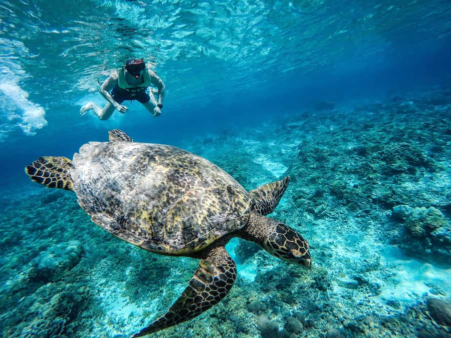 From Lombok: Gili Islands Snorkeling Day Trip - Why This Lombok to Three Gili Snorkeling Day Trip Works So Well
