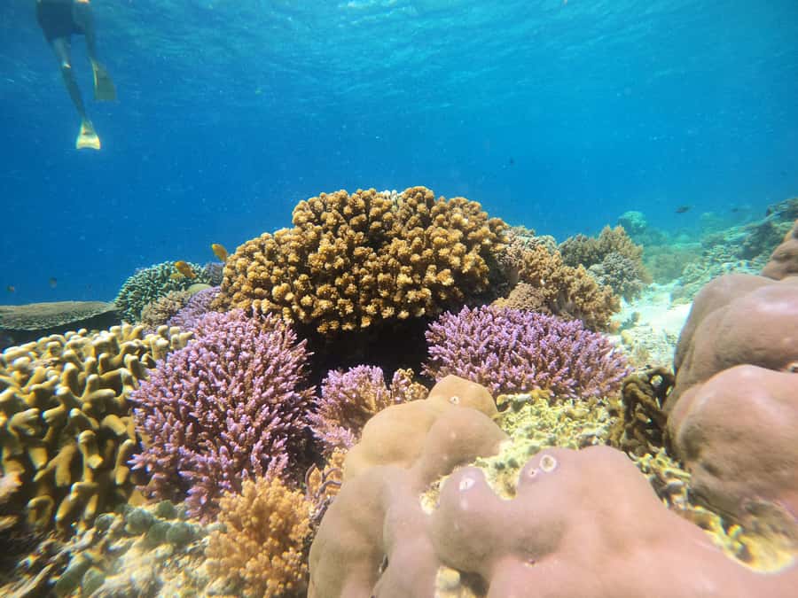 From Lombok: Gili Islands Snorkeling Day Trip - Gili Air: The Turtle Focus and the Fish Feeding Moment