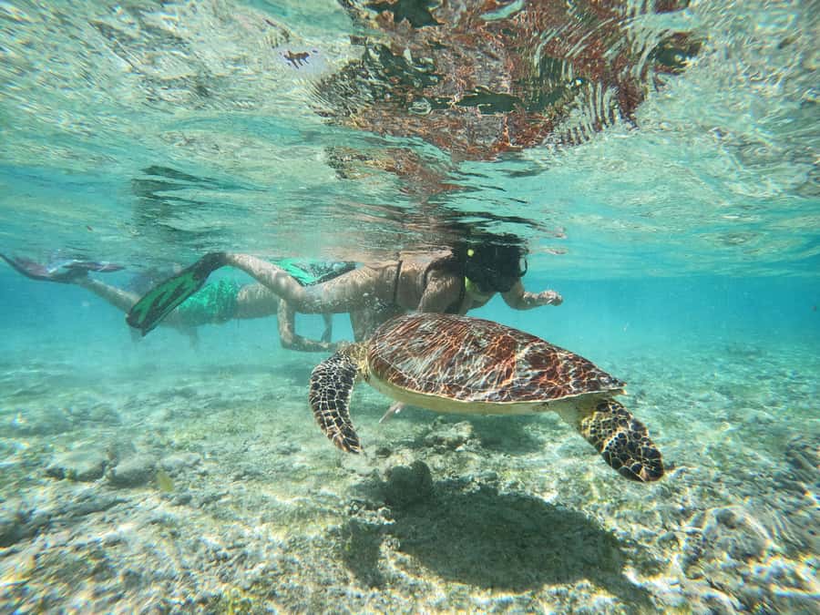 From Lombok: Gili Islands Snorkeling Day Trip - Boat Comfort, Gear, and the Guide Team