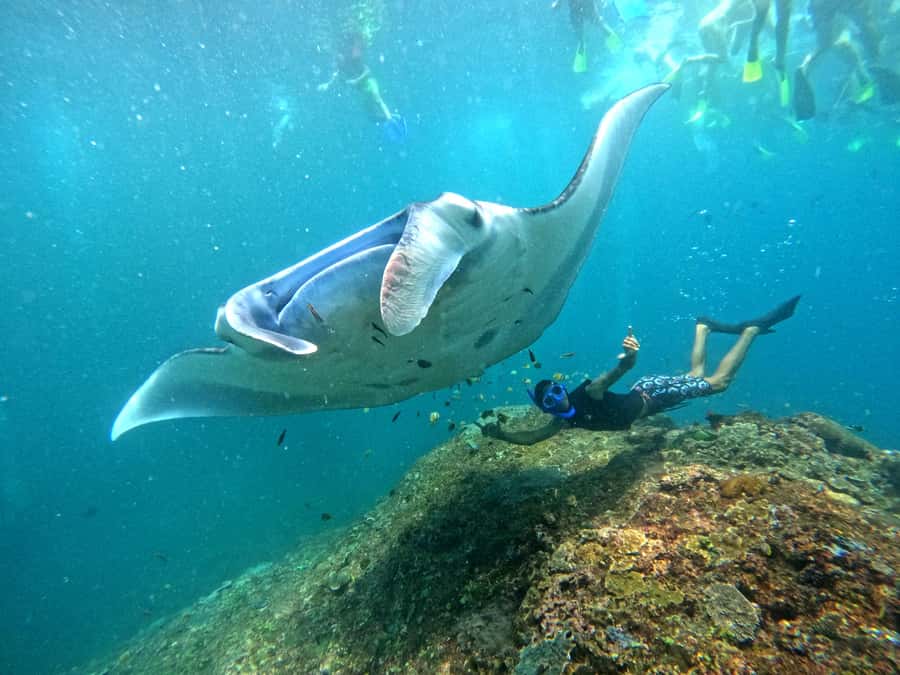 From Nusa Penida: 3 Spots Snorkeling Tour with Manta Rays - The one thing to keep expectations realistic