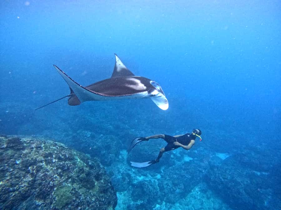 From Nusa Penida: 3 Spots Snorkeling Tour with Manta Rays - Price and value: what you actually get for about $48