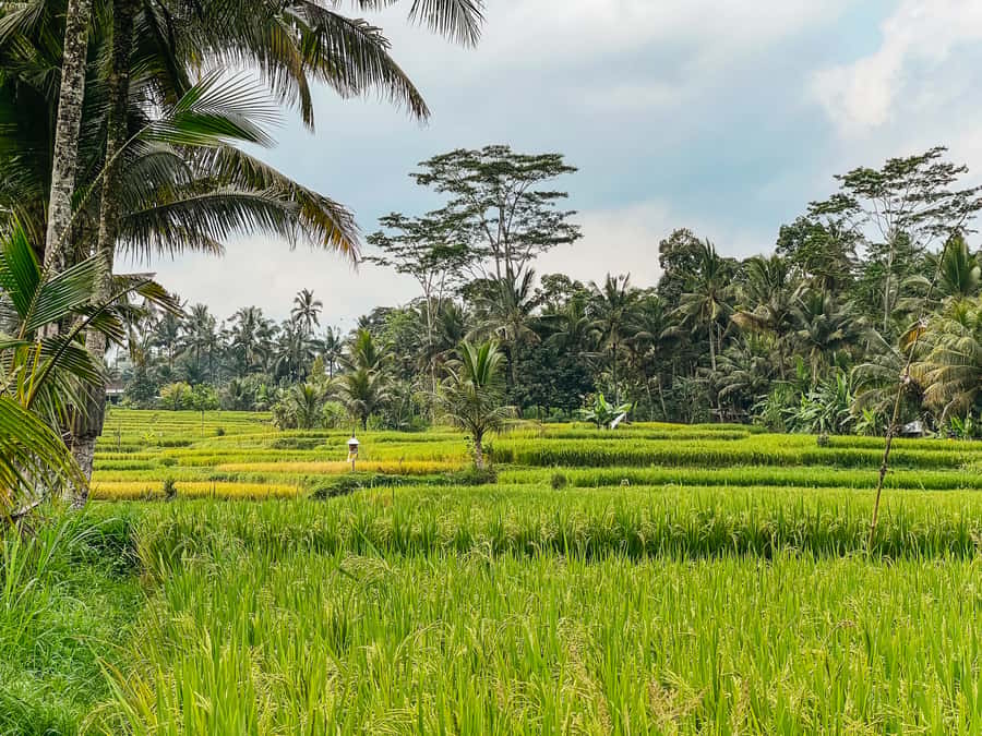 From Ubud: Downhill Bike Tour with Rice Terraces and Meal - Organic plantation stop and craft villages in Ubud: culture with your hands in it