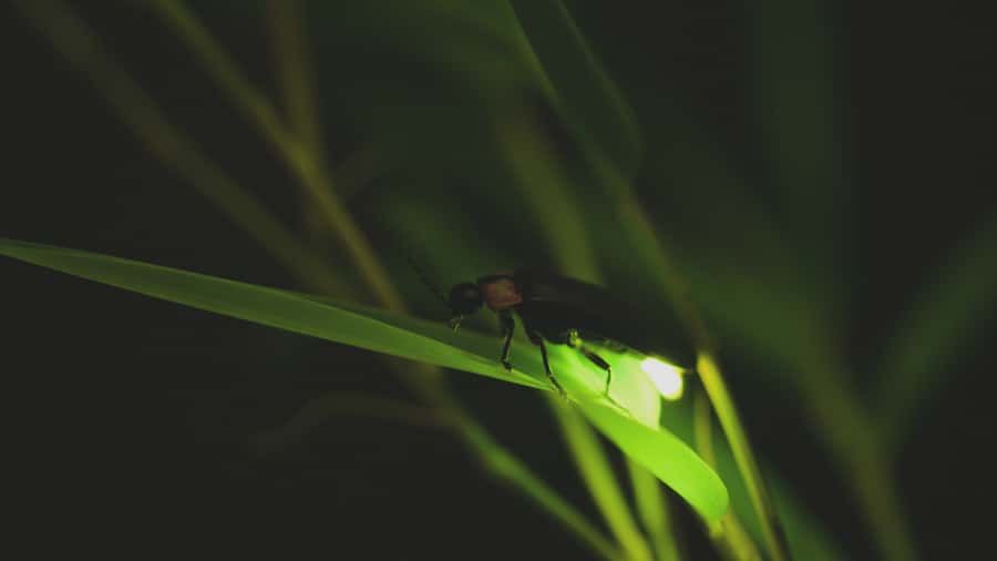 From Ubud: Evening Firefly Tour in Taro Village - Quick hits before you go