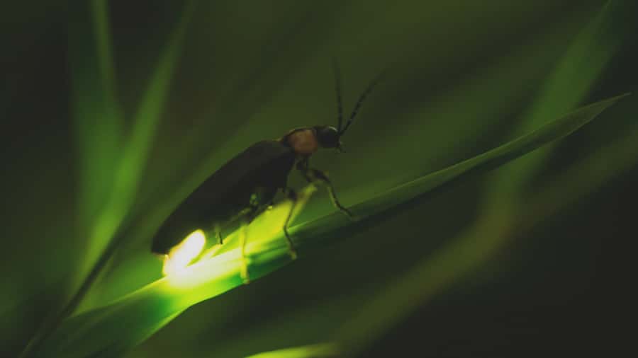 From Ubud: Evening Firefly Tour in Taro Village - Price and logistics: is $29 good value in Ubud?