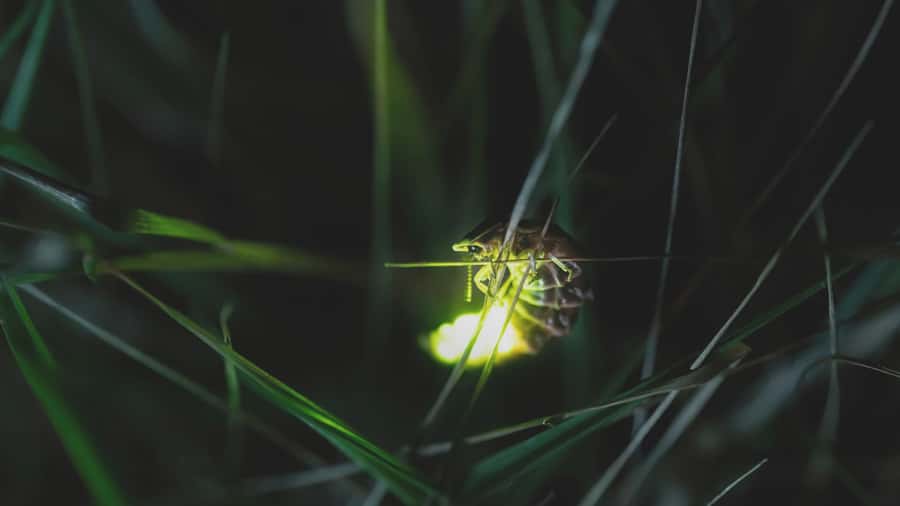 From Ubud: Evening Firefly Tour in Taro Village - Why Taro Village fireflies feel special over rice paddies