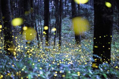 Evening Firefly Tour in Taro Village