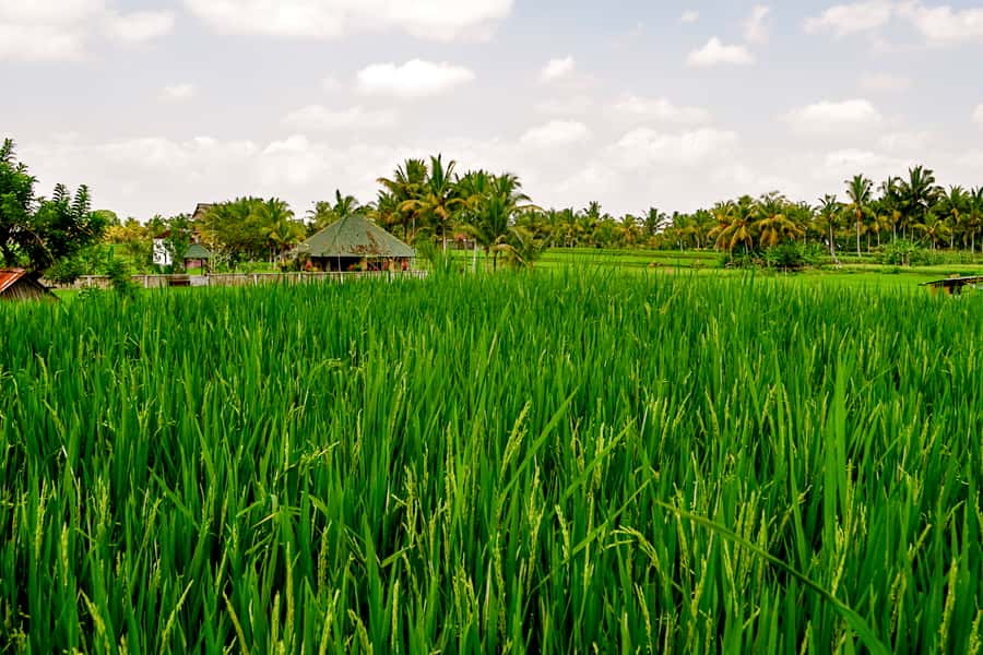From Ubud: Evening Firefly Tour in Taro Village - Dinner in the farm, what you should expect to eat