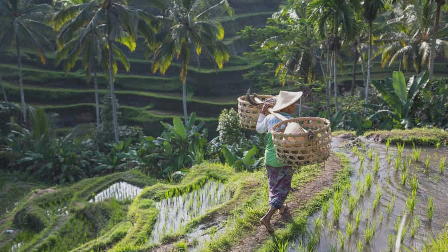 From Ubud: Evening Firefly Tour in Taro Village - Traditional village stop, meeting family, and learning the compound rules
