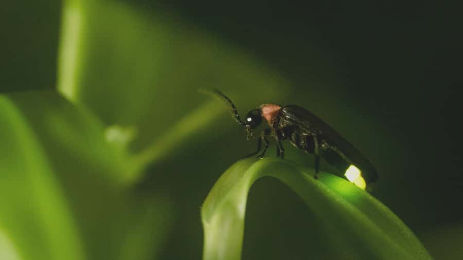 From Ubud: Evening Firefly Tour in Taro Village - Viewpoint and transition to the paddies: setting up the Subak lesson
