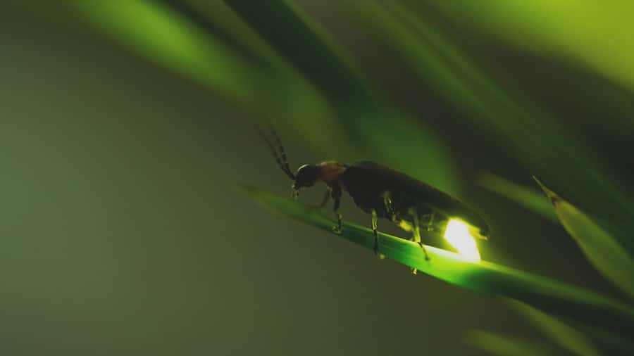 From Ubud: Evening Firefly Tour in Taro Village - Rice paddy walk after dark, water stories, and the Subak rhythm