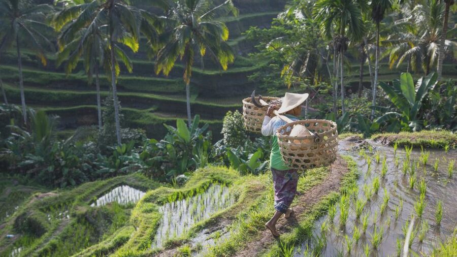From Ubud: Evening Firefly Tour in Taro Village - Firefly viewing: what the glow looks like, and how to manage expectations