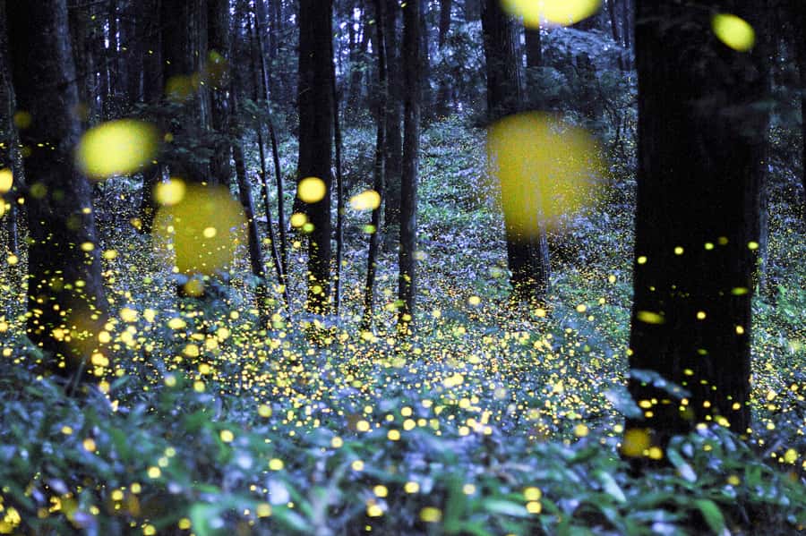 From Ubud: Evening Firefly Tour in Taro Village - The 4-hour flow from Ubud, and how to time your evening
