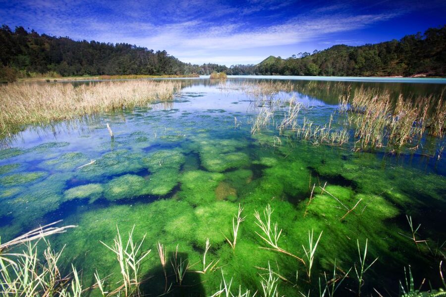 From Yogyakarta: Dieng Plateau Golden Sunrise Guided Trip - Telaga Warna Lake: how sulfur and sunlight create the color show