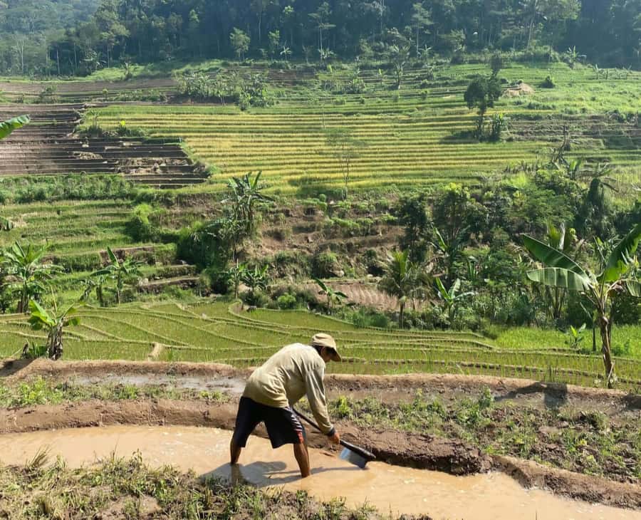 From Yogyakarta: Hidden Waterfall & Selogriyo Rice Terraces - Price and Value: What $43 Covers and Where It Saves You Money