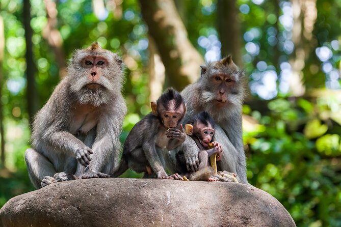 Full Day Best of Ubud Private Tour - Pickup in Ubud and South Bali: How the Logistics Actually Feel