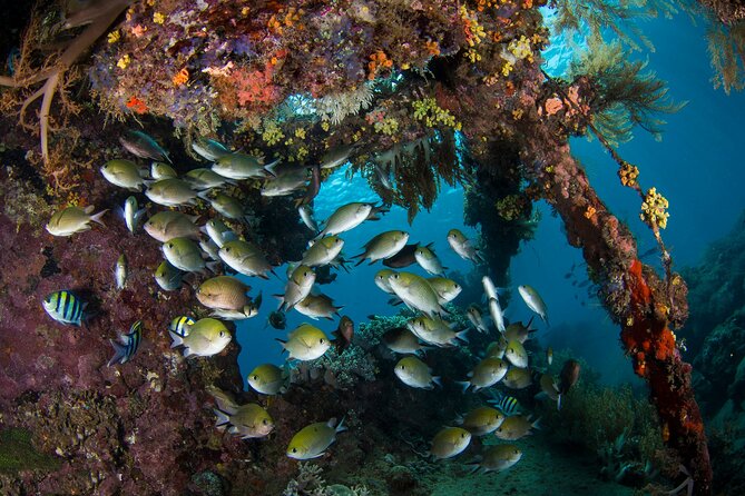 Full-Day Discover Scuba Diving Tour for Beginners in Tulamben - Equipment, photos, and the little costs that can add up