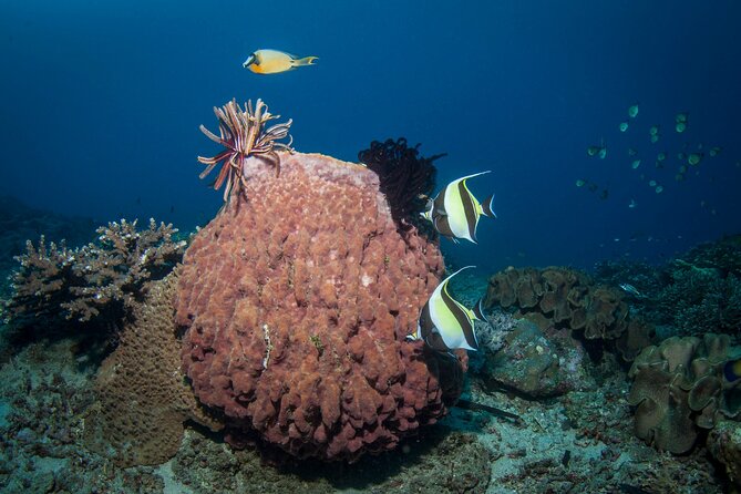 Full-Day Discover Scuba Diving Tour for Beginners in Tulamben - Pickup and drop-off around Bali: make your day easy