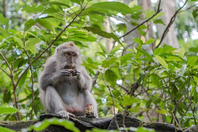 Full-Day Highlights and Best of Ubud Village - How the guide and private format change the whole day