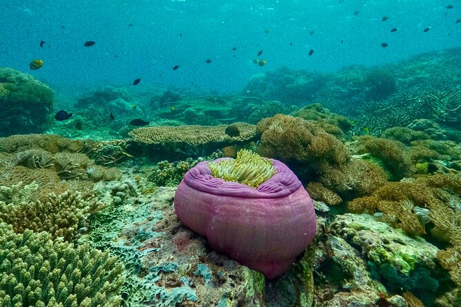 Full Day Land and Sea Tour to Nusa Penida with 4 Snorkeling Spots - Kelingking Beach and the Broken Beach and Angel Billabong pass
